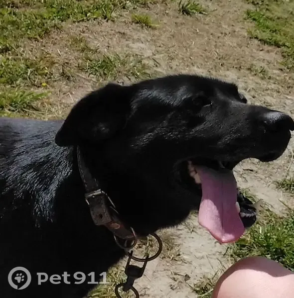 Собака найдена в пос. Приморье, ТСН 