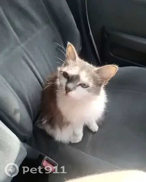 Пропала кошка, ул. Звездова, 39, Омск - photo