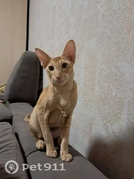 Пропала кошка в Архангельской области - photo