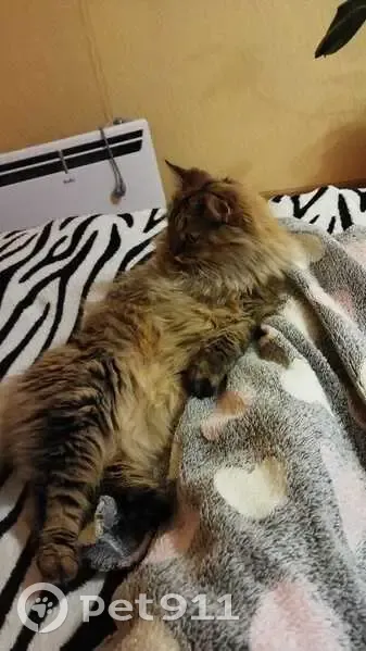 Пропала кошка, ул. Комарова, 95, Тростянка - photo