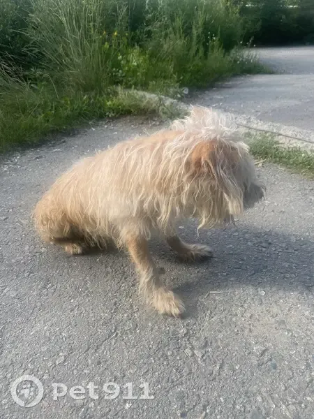 Собака найдена: Чернореченская 97, Курган - photo