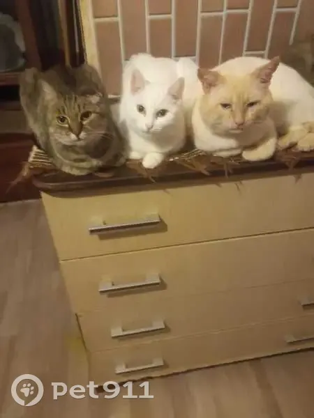 Пропала рыжая кошка, Волгоград, Пятиморская 35 - photo