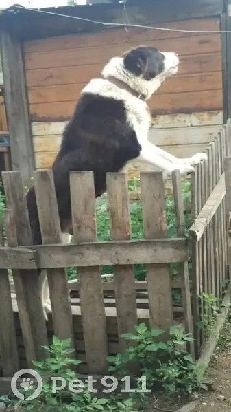 Пропала собака в Зыково, Красноярск - photo