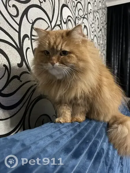 Пропала кошка, Тихий переулок, Борисов - photo