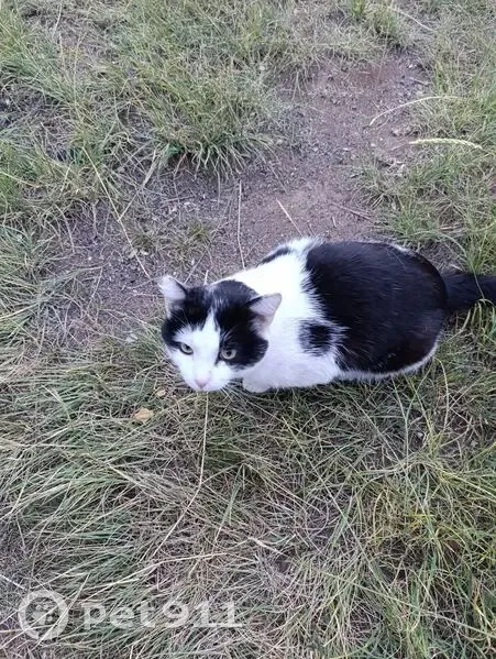 Кот найден на турбазе Кочкор, Курай - photo