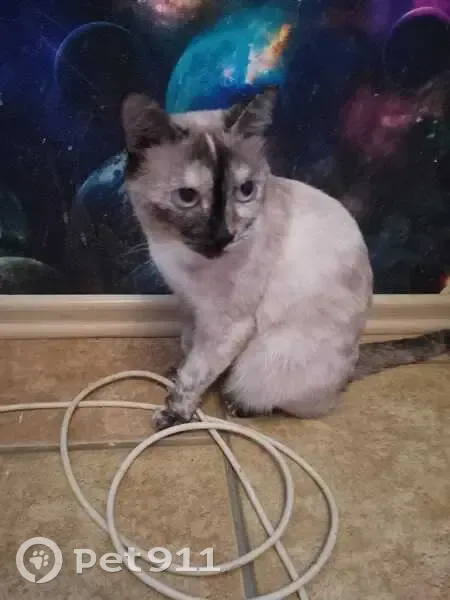 Пропала сиамская кошка, Охотничья ул. - photo