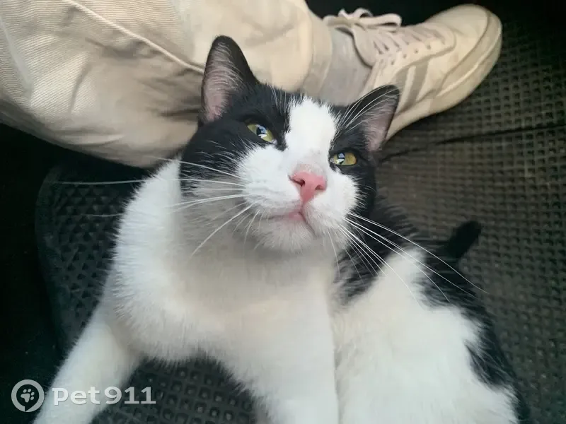 Кошка найдена, Восточная 6, Екатеринбург - photo