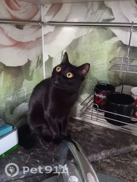 Пропал кот, Шоссейная ул., 2, Уварово - photo