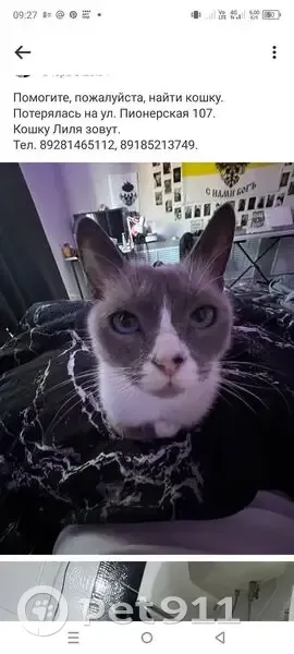 Пропала кошка, Пионерская 107, Волгодонск - photo