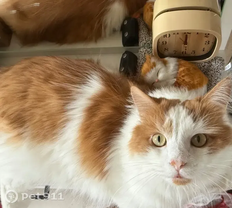 Пропала кошка, пр. Строителей, 4, Владимир - photo