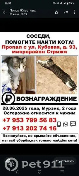 Пропала кошка, Кубовая ул. 93, Новосибирск - photo