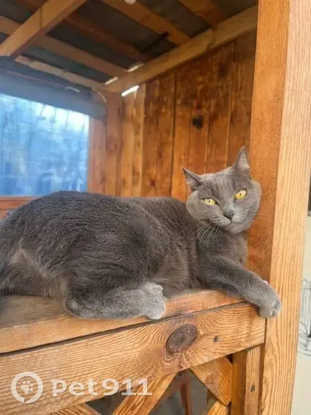 Пропала кошка, Севастопольская 41, Бийск - photo