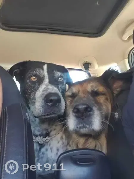 Пропала собака на зимнике Арктика - photo