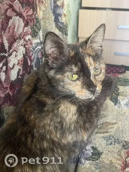 Пропала кошка, Парковый пр., 1Б, Оренбург - photo