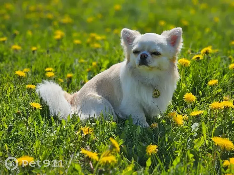Пропала собака, адресник: Смоленская обл. - photo