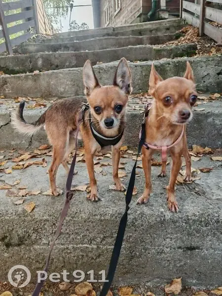 Пропали той-терьеры, Северка, Свердловская  - photo