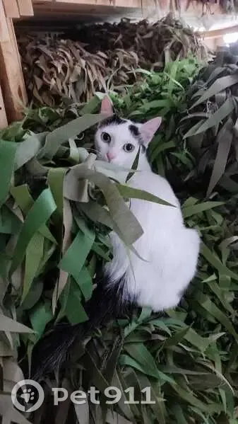 Пропала кошка Муся, ул. Розы Люксембург, Томск - photo