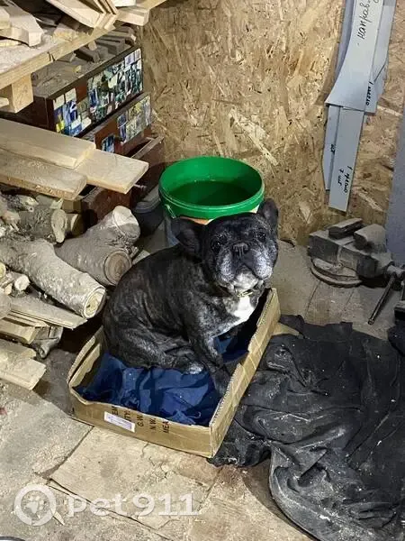 Пропал бульдог, Цветочная 12, Усть-Лабинск - photo