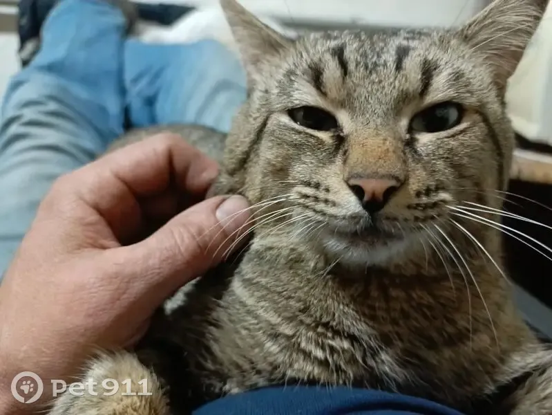 Пропал кот, ул. Красной Звезды, Чита - photo