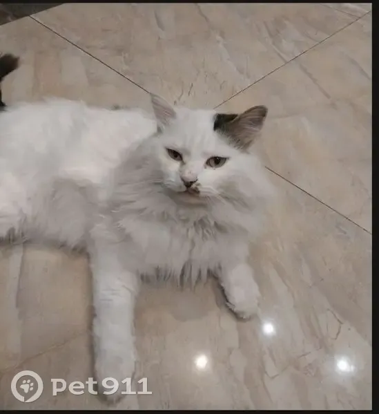 Пропала кошка, 1-я Дачная 11Б, Владивосток - photo