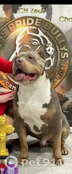 Пропала собака, Громово, Славский район - photo