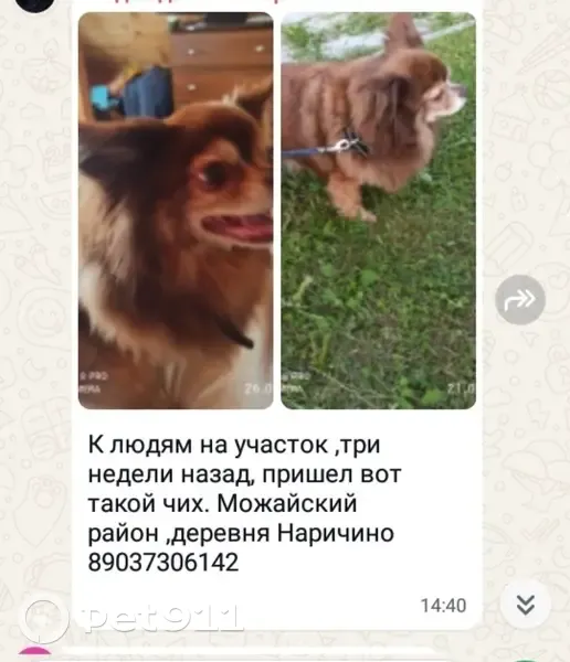 Найдена собака, Наричино, МО. Срочно ищут! - photo