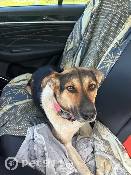 Пропала собака, ул. 20 лет Победы, Красноармейск - photo