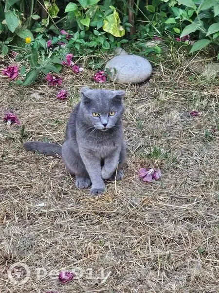 Кошка найдена: Тырныаузский пр., 3, Нальчик - photo