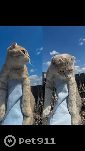 Пропала шотландская кошка, ул. Комлева 21-2 - photo