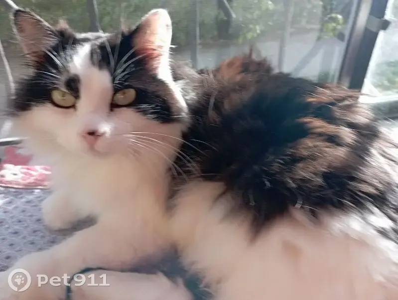 Пропала кошка, ул. Ленина 2, Б. Харлуши - photo