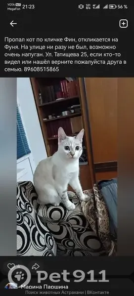 Пропала кошка, ул. Татищева 25, Астрахань - photo