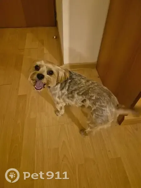 Собака найдена, Каринское, 46К-1151 - photo