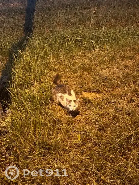 Кошка найдена: Садовая, 10, Вараксино - photo