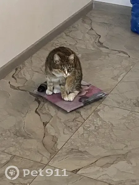 Пропала кошка, Пермский край - photo