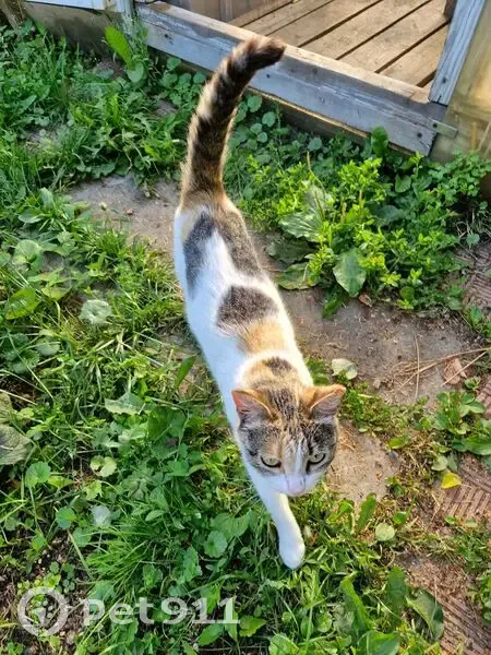 Кошка найдена: Майская ул, 29, Мичуринский - photo