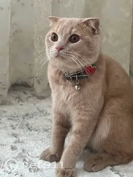 Пропала кошка, Учтепа, махалля Хасанбой - photo