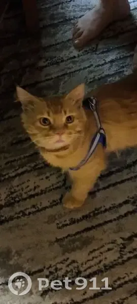 Пропала кошка в Каменке, Донецкая область - photo