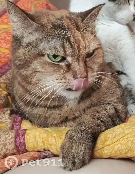 Пропала кошка, Загорная 54, Томск - photo