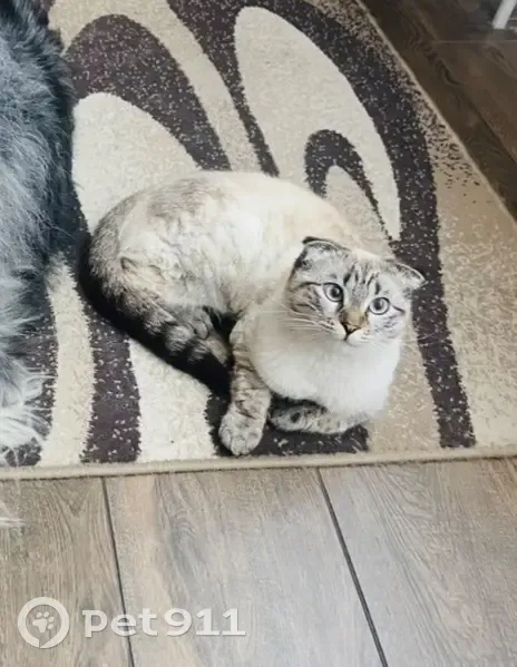 Пропала кошка, Обрывной пер., 15, Майкоп - photo