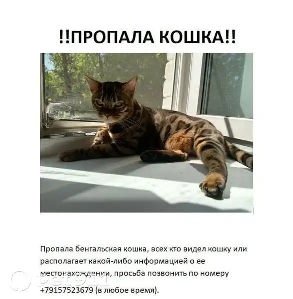 Пропала кошка, Юбилейная 66, Владимир - photo