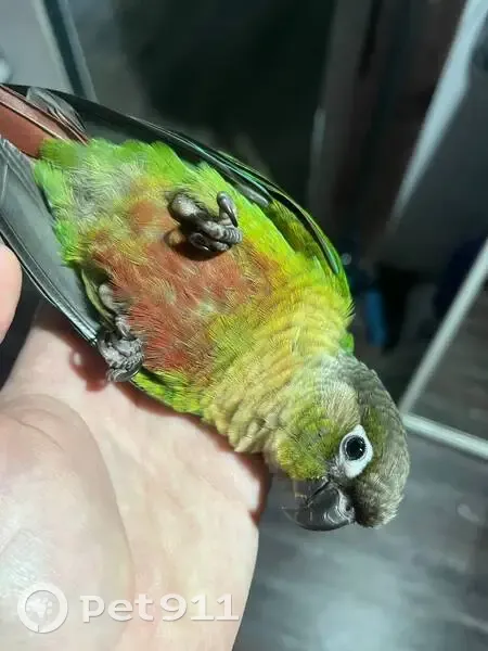 Пропал попугай, Советский, Волгоградская обл. - photo