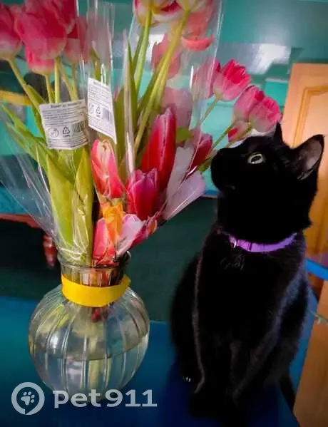 Пропала кошка, 3-я Енисейская, 30Б, Омск - photo