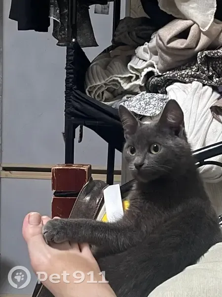 Кошка найдена: Пролетарская 25/1, Томск - photo