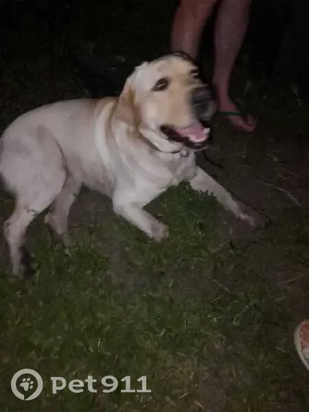 Лабрадор найден в СНТ Чистые Пруды - photo