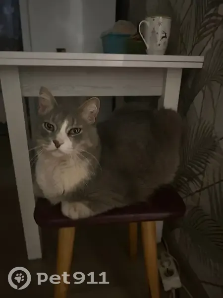 Пропала кошка на проспекте Строителей, 6А - photo