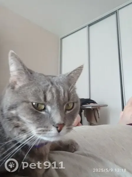 Пропала кошка, Липецкая область - photo