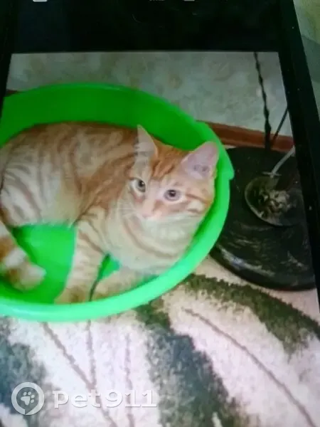 Пропала рыжая кошка, Пермский край - photo