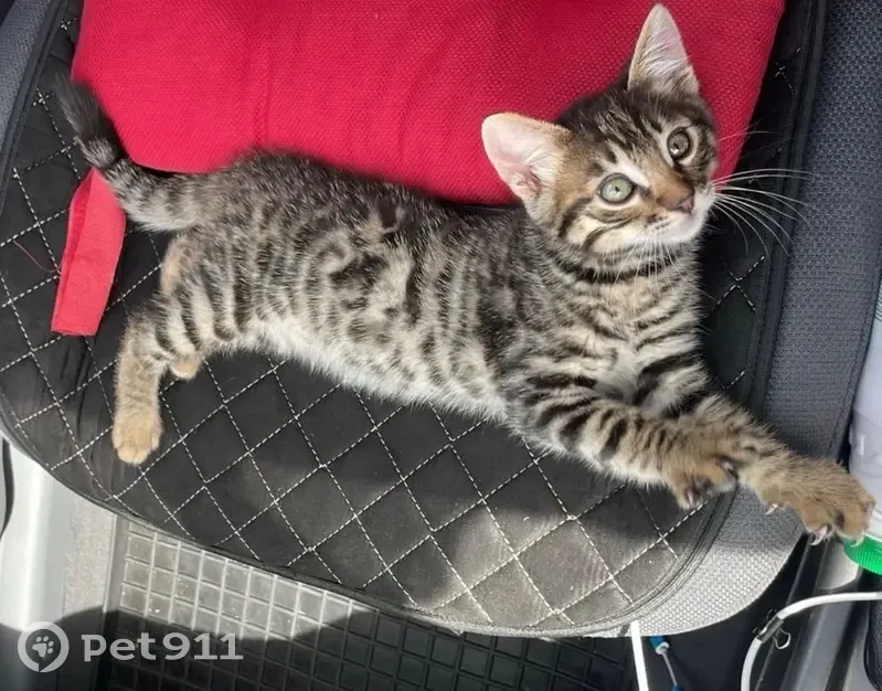 Пропала кошка в ст. Советская, Ставрополье - photo