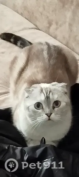 Пропала кошка, ул. Дружбы 121, Раевский - photo