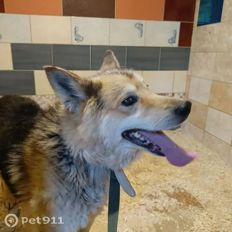 Найдена собака, ул. Ломоносова, 25, Смоленск - photo